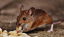 Find Exterminators in Nash County